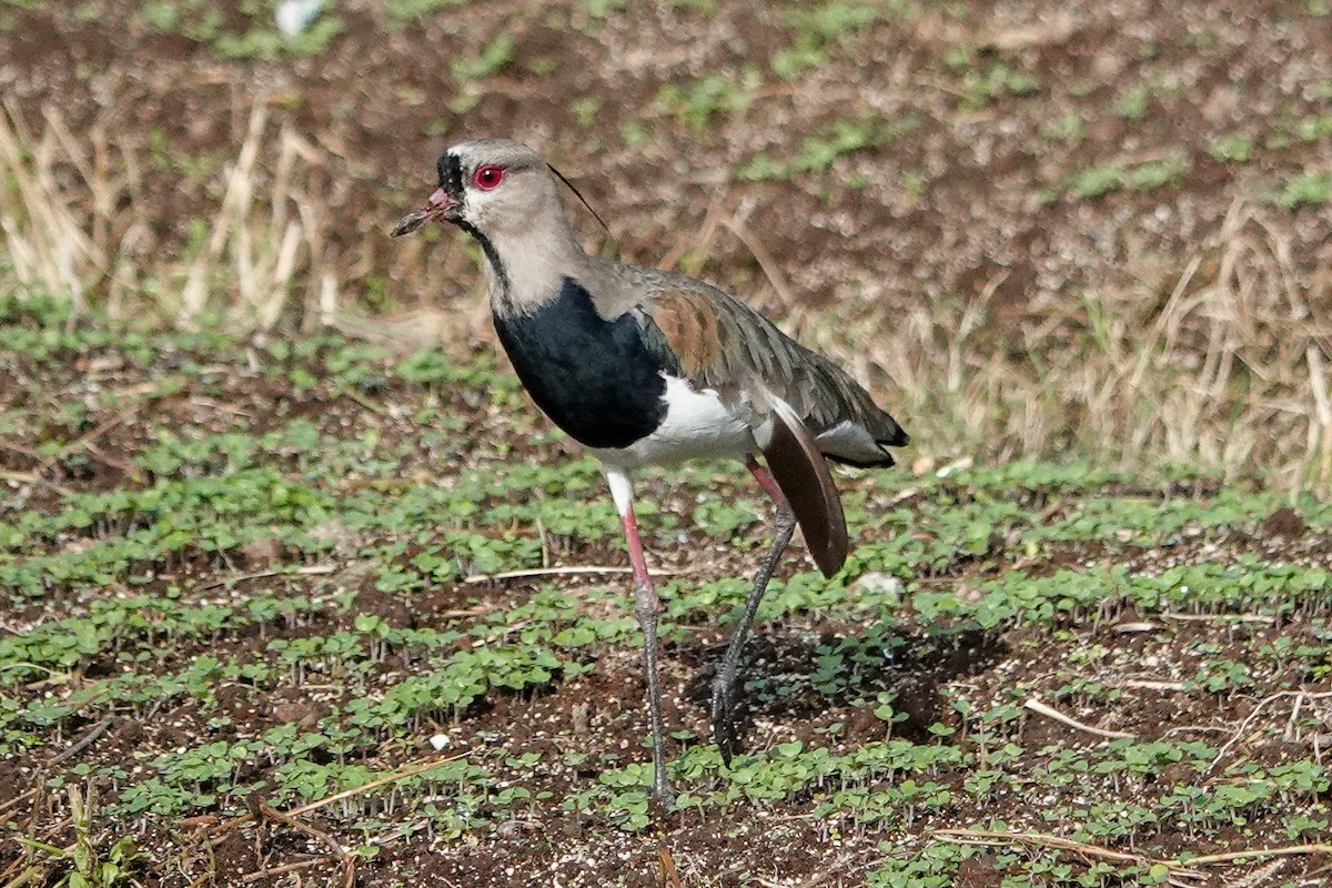 Avefría Tero - ML643609837