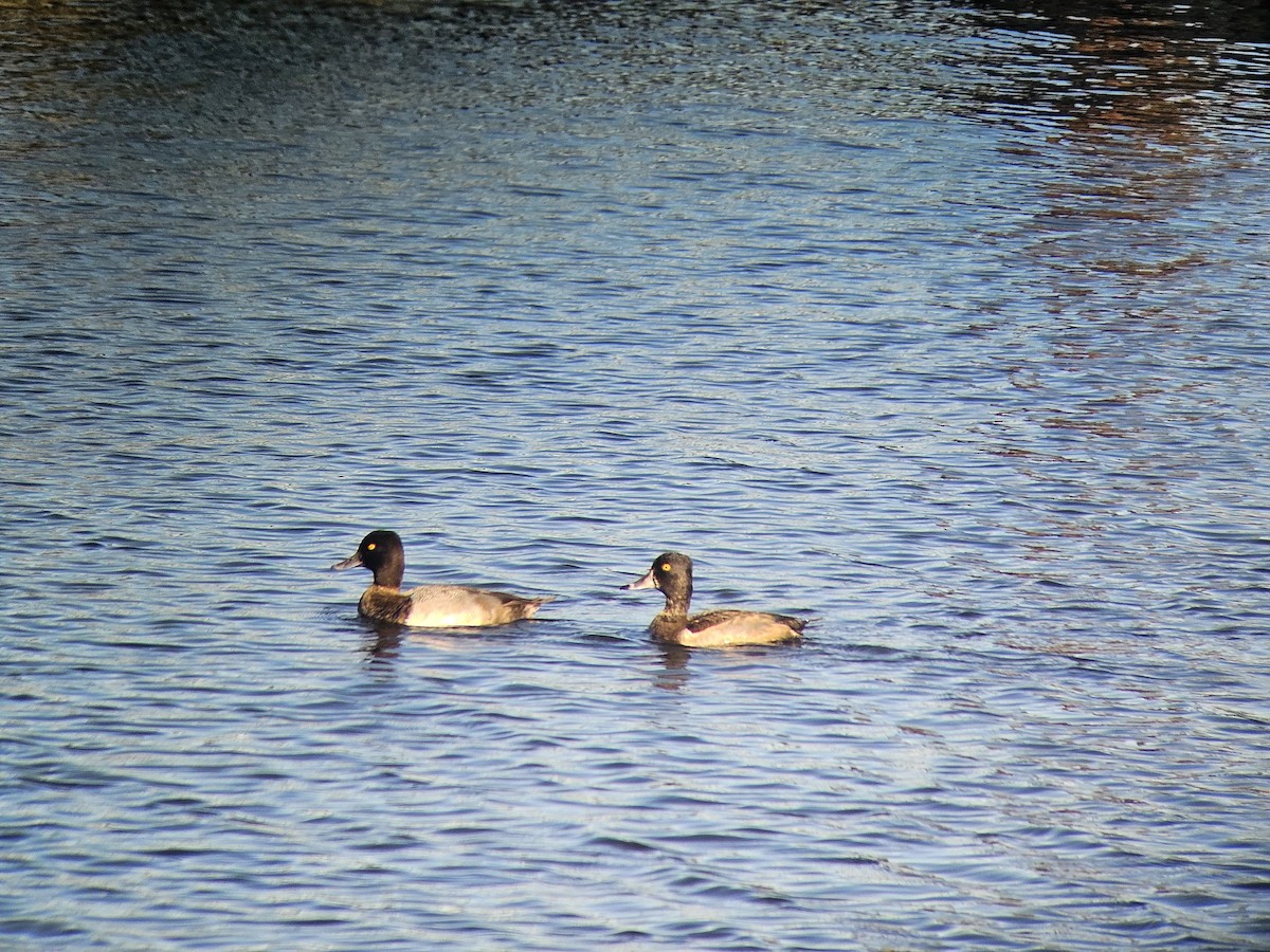Ring-necked Duck - ML643609840