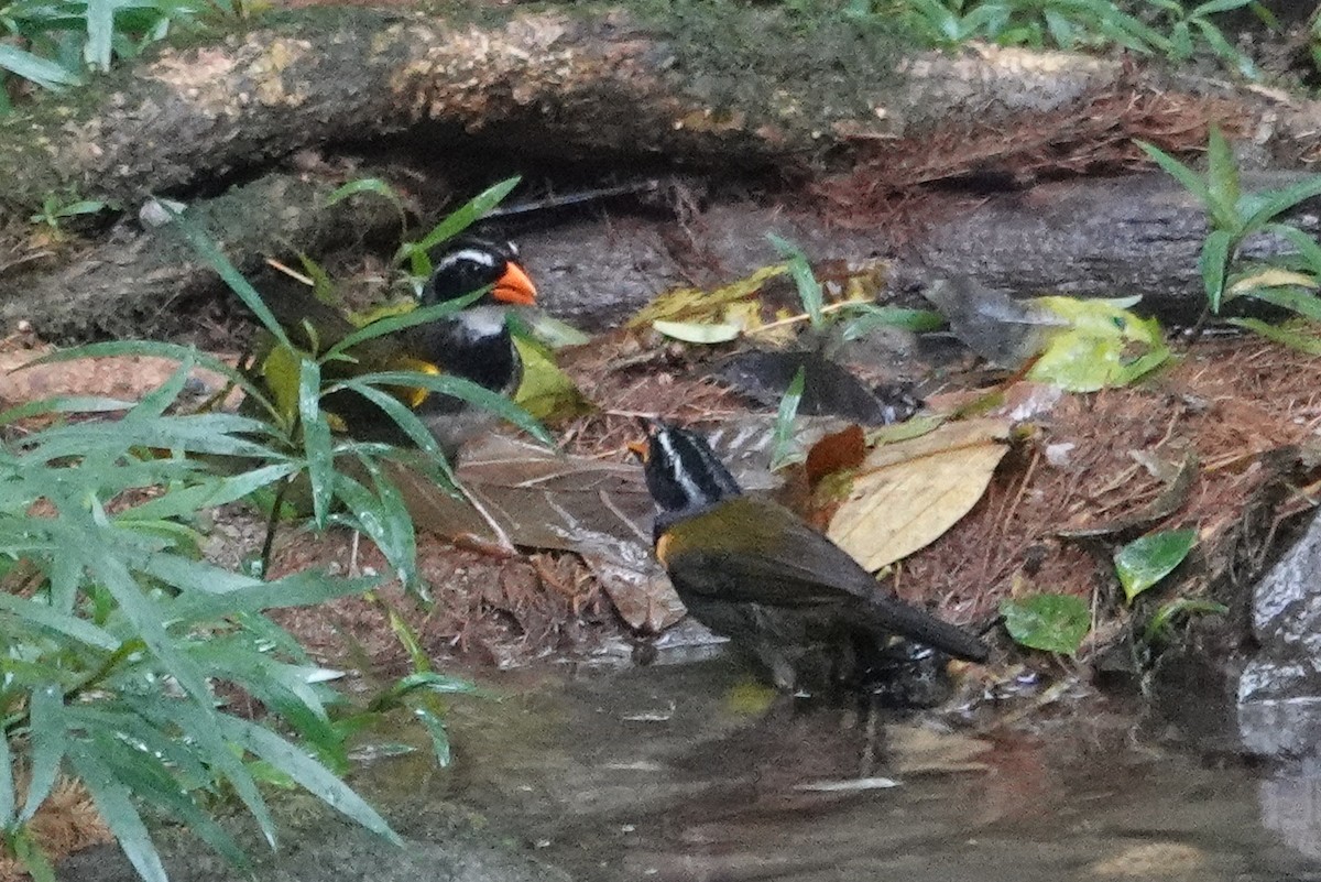 Cerquero Piquinaranja - ML643609845