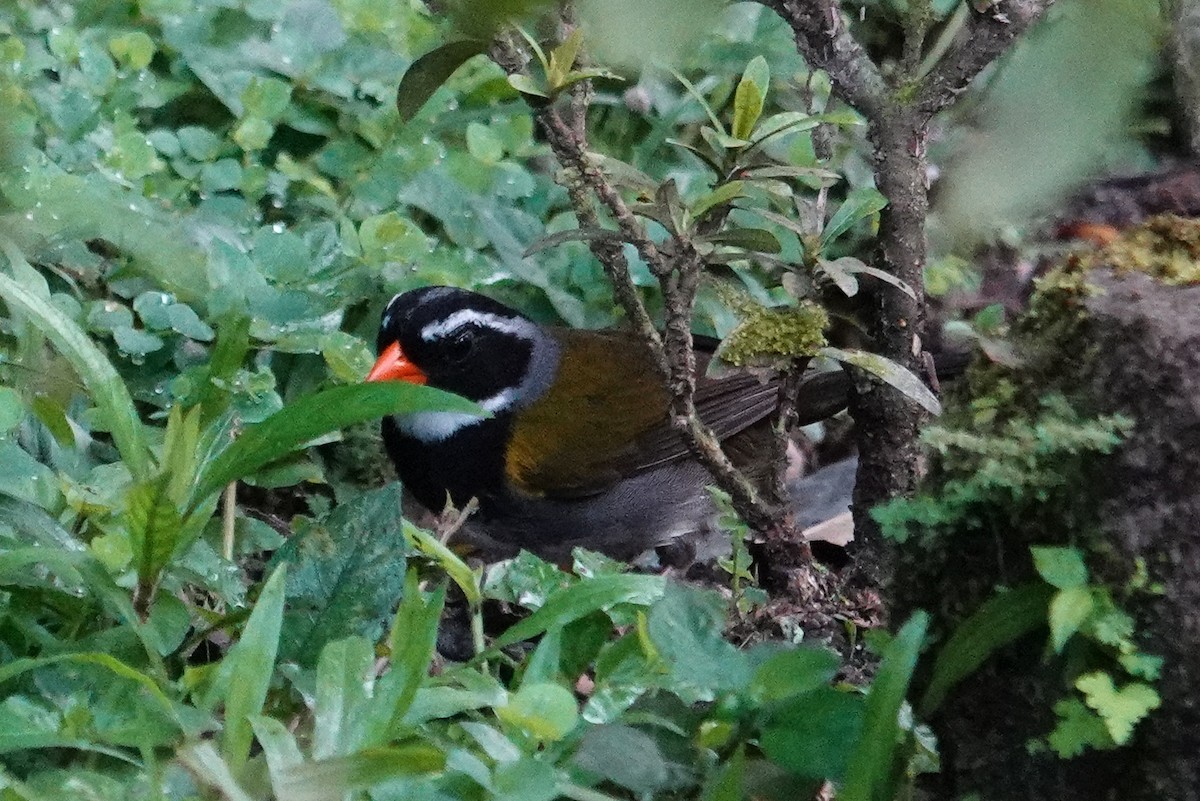 Cerquero Piquinaranja - ML643609846