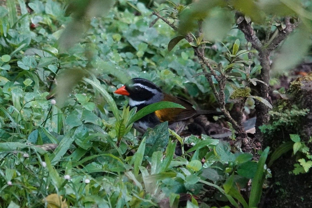 Cerquero Piquinaranja - ML643609847