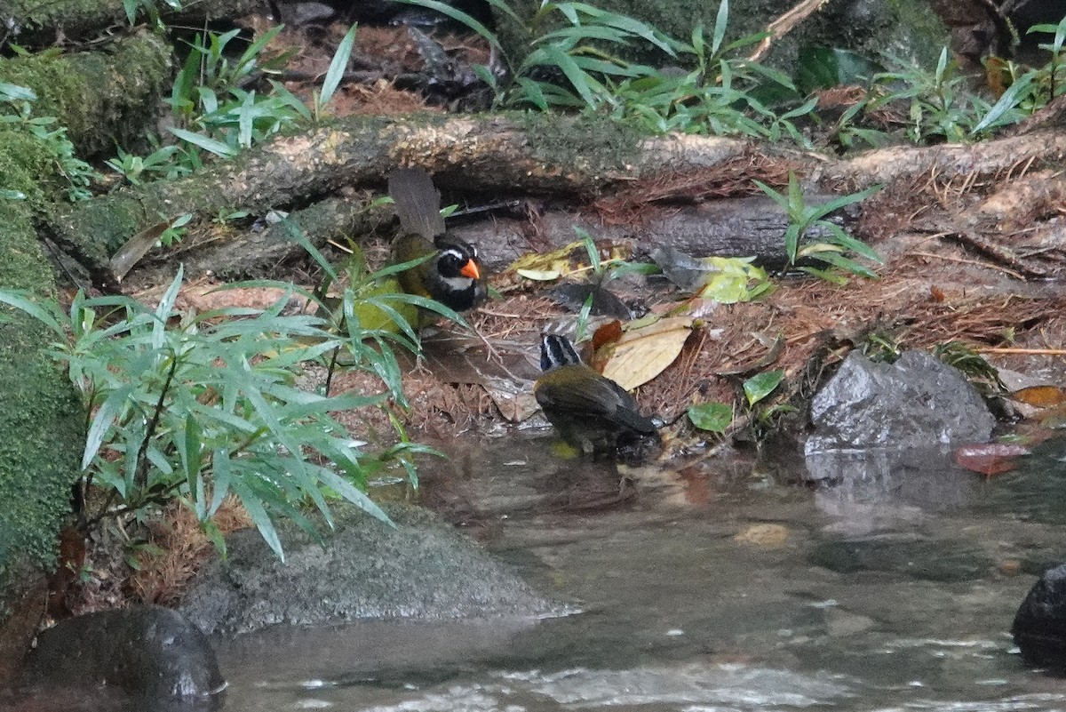 Cerquero Piquinaranja - ML643609848