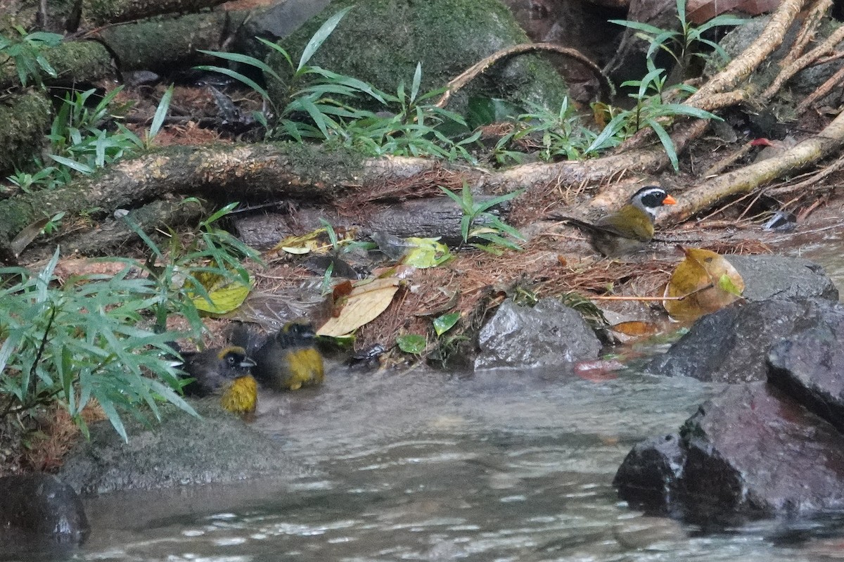 Cerquero Piquinaranja - ML643609849