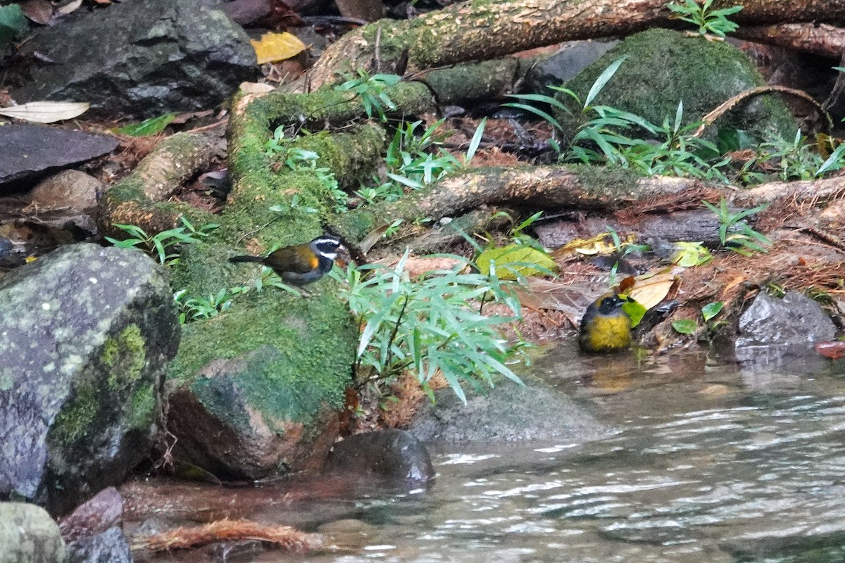 Cerquero Piquinaranja - ML643609851