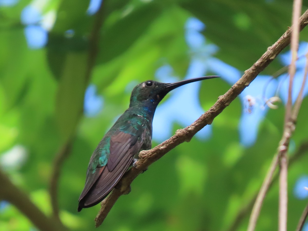 Green-breasted Mango - ML643609854
