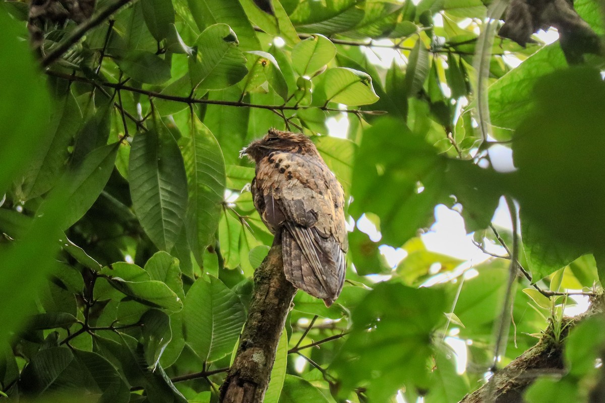 Common Potoo - ML643609855
