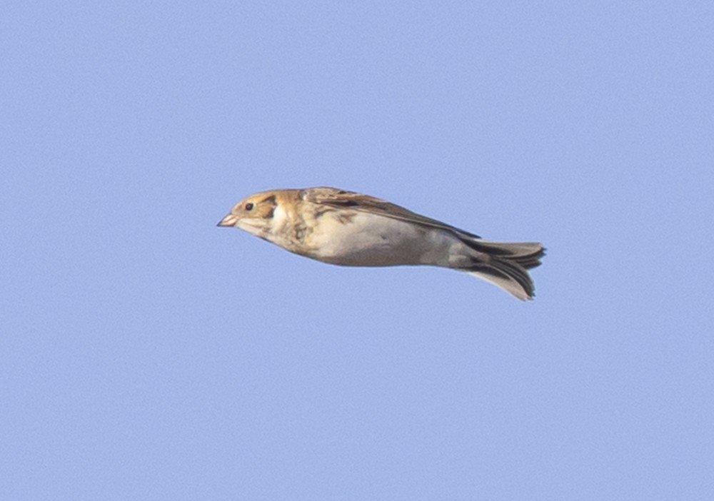 Буулгат хөмрөг - ML643609860
