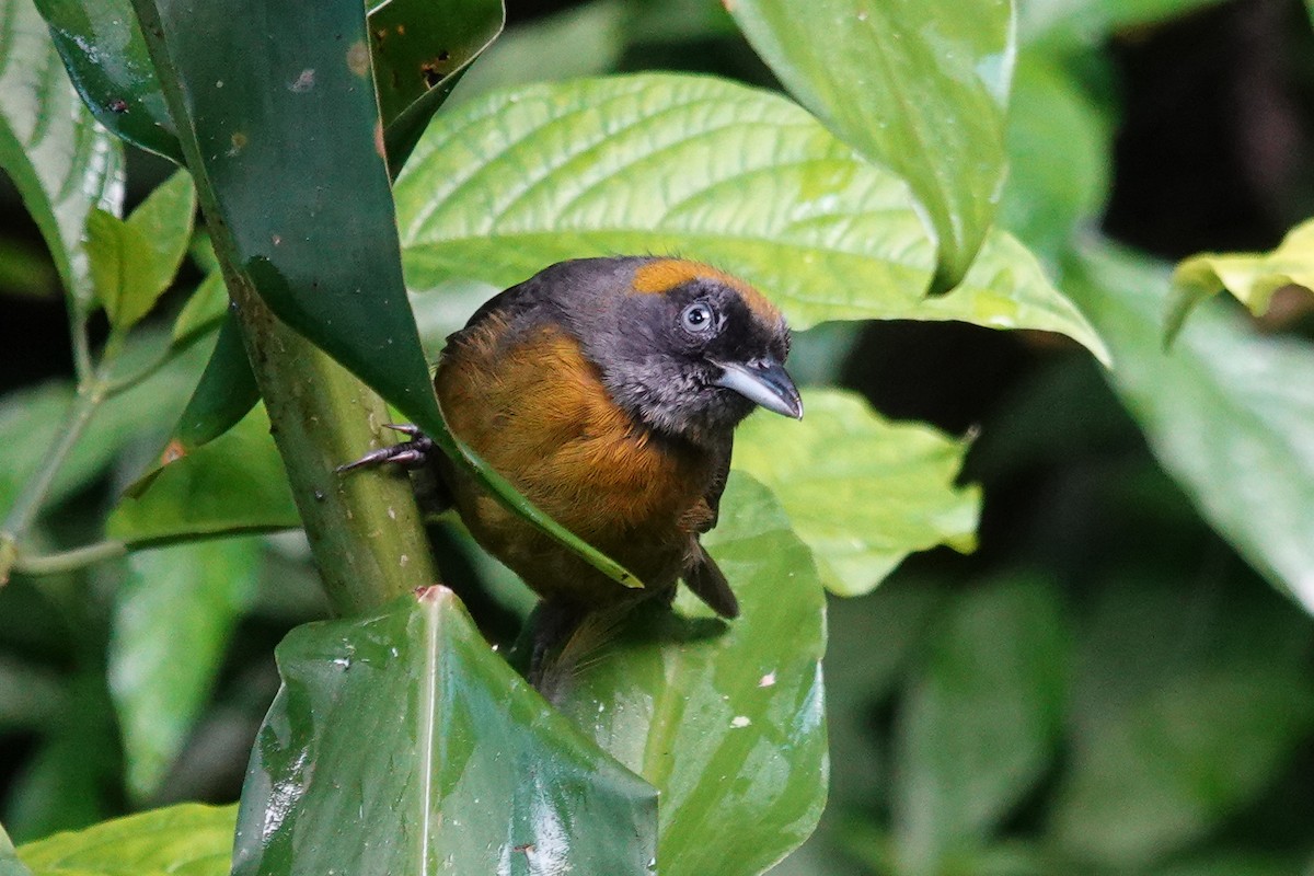 Tangara Carinegruzca - ML643609864