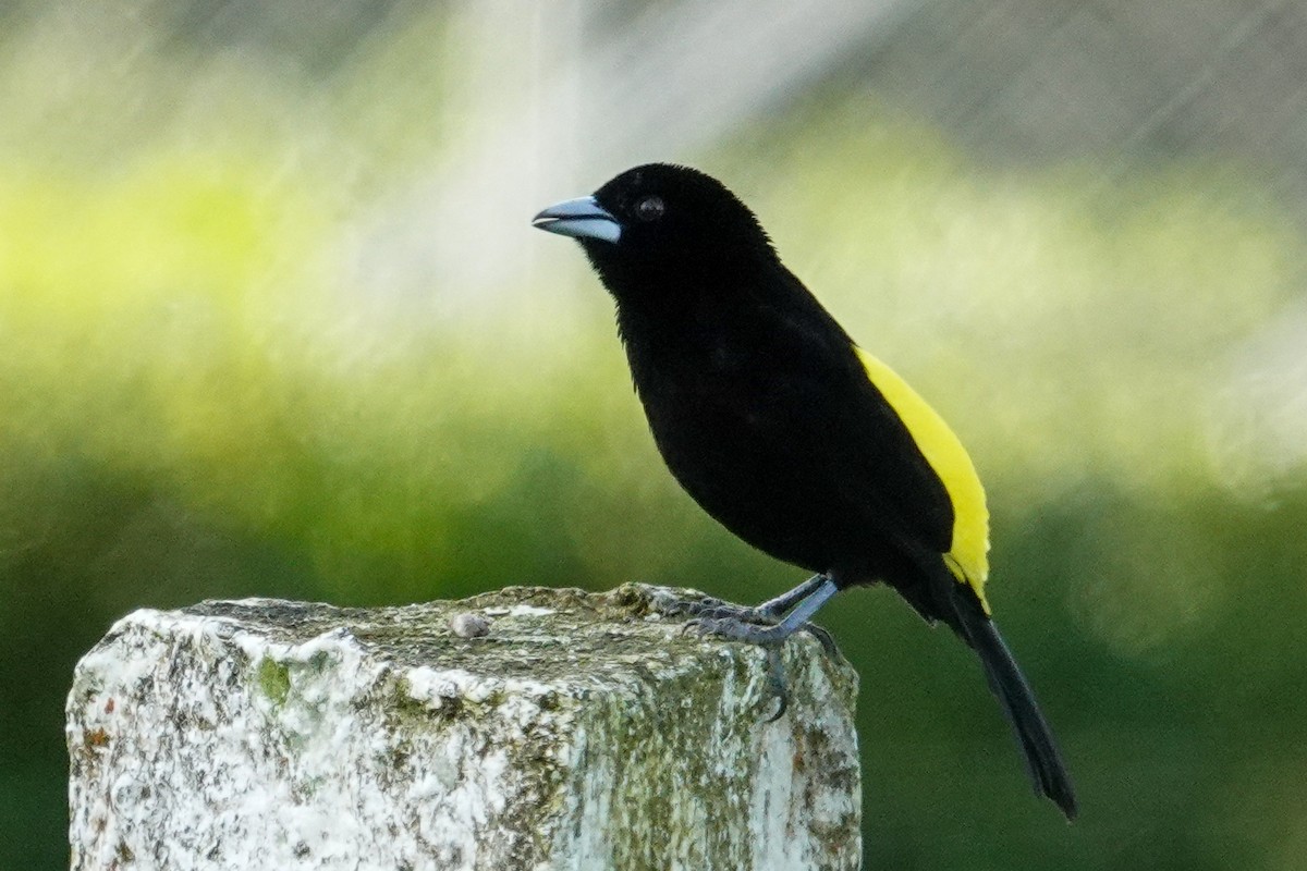 Tangara Flamígera (culigualda) - ML643609872