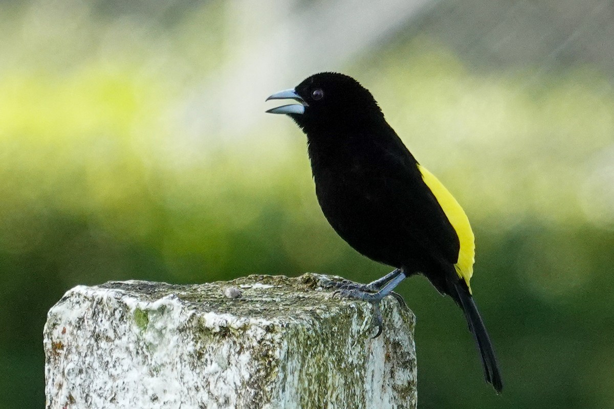 Tangara Flamígera (culigualda) - ML643609873