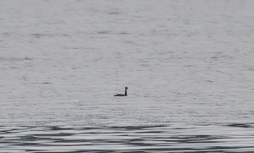 Red-necked Grebe - ML643609882