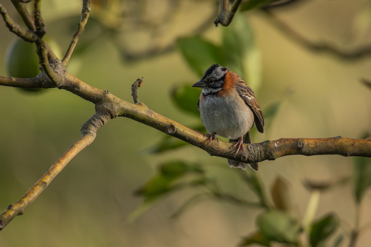 Rufous-collared Sparrow - ML643609903