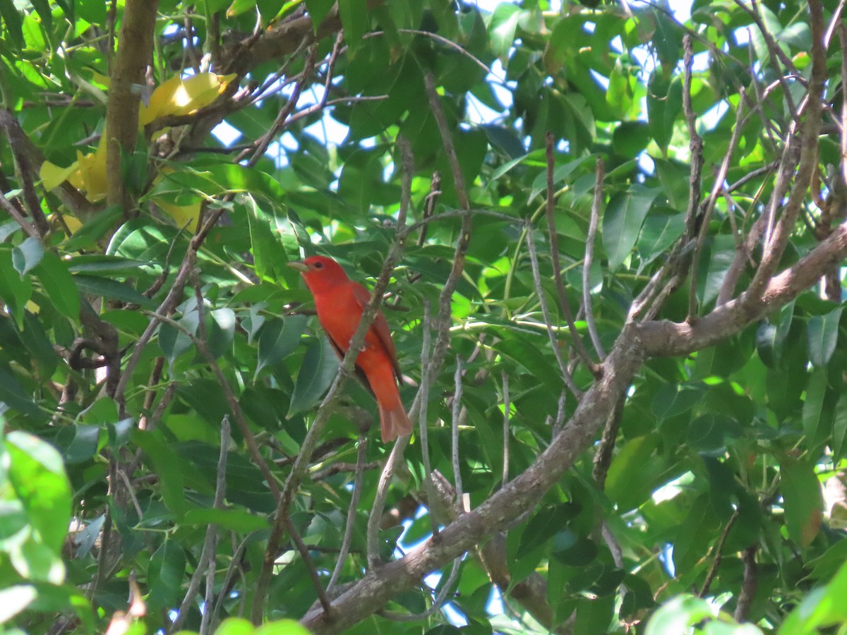 Summer Tanager - ML643609916
