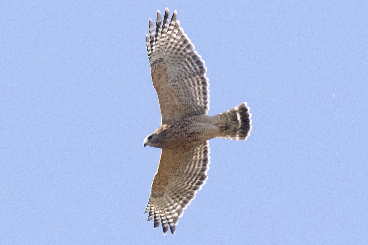 Red-shouldered Hawk - ML643609932