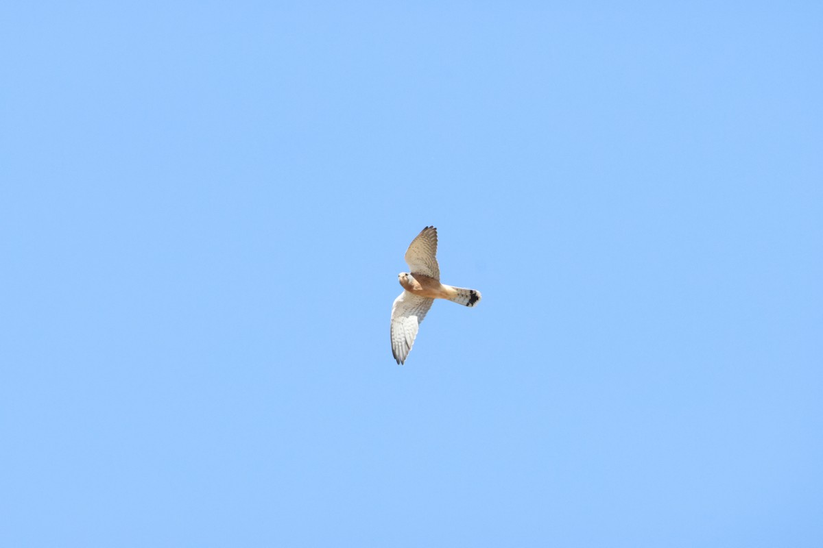 Rock Kestrel - ML643609936
