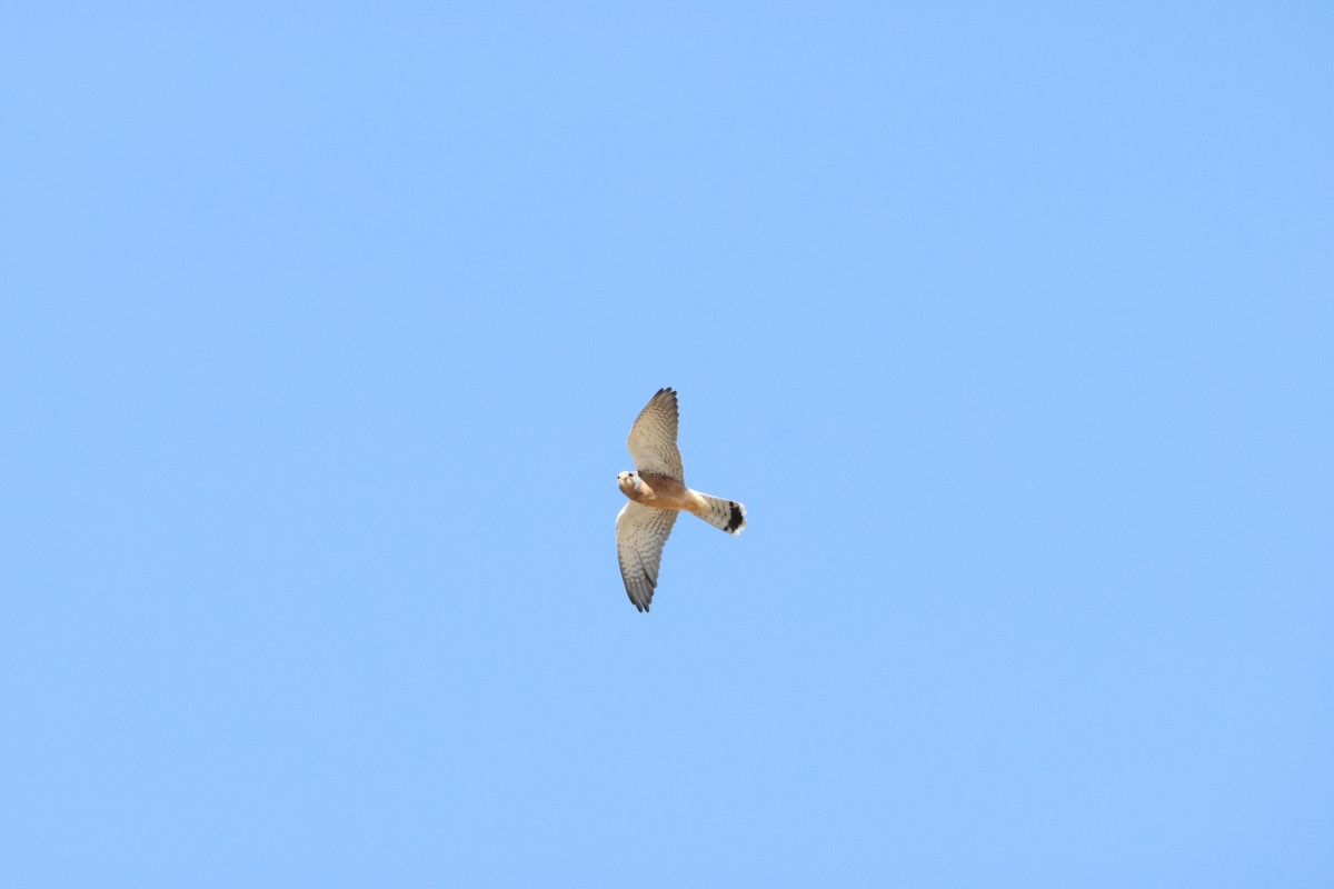 Rock Kestrel - ML643609937