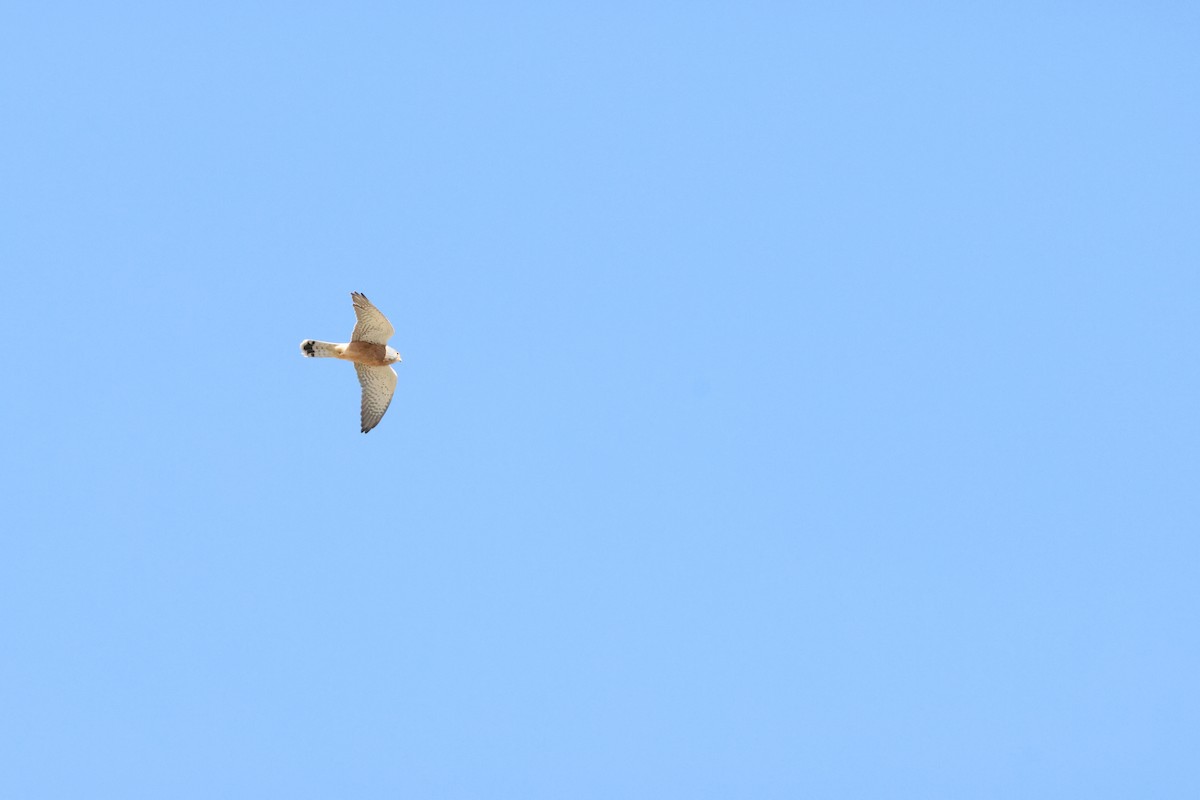Rock Kestrel - ML643609938