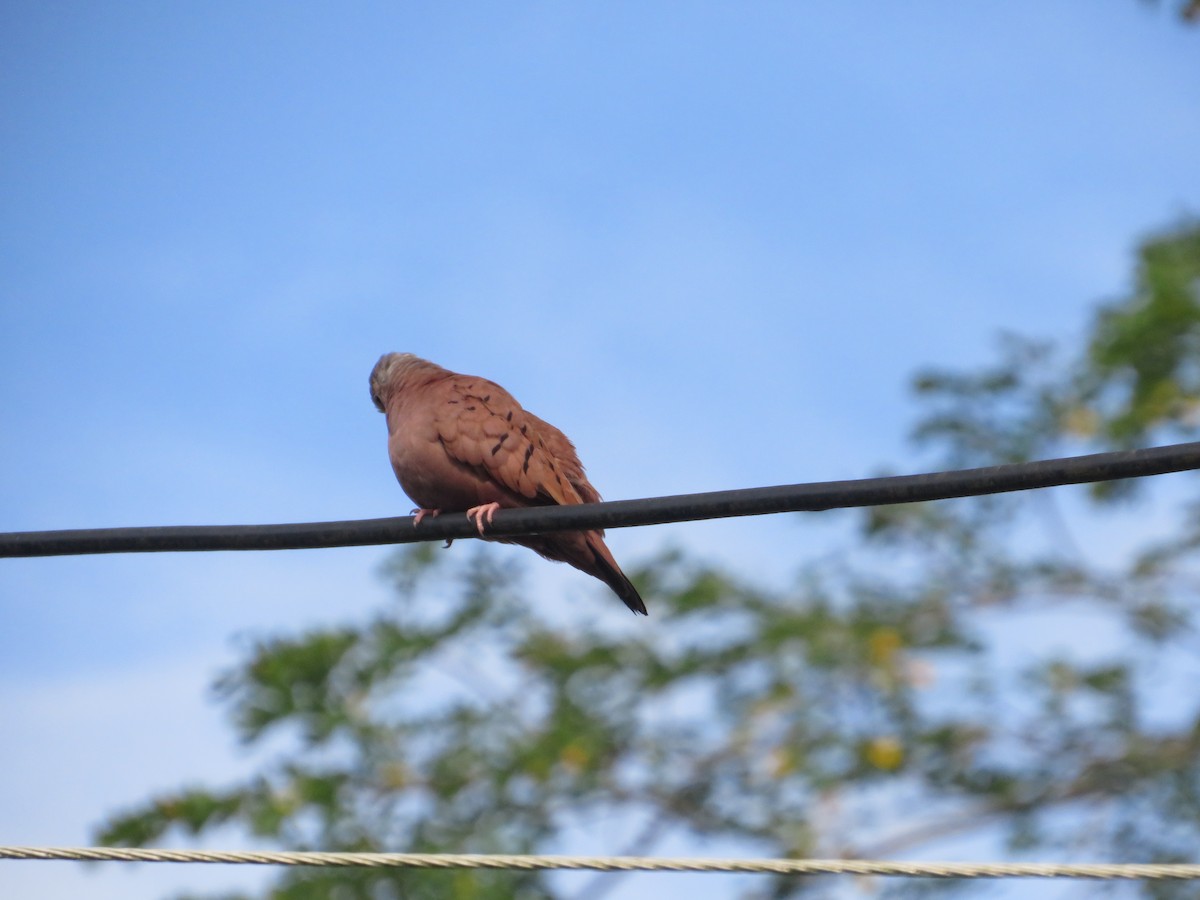 Ruddy Ground Dove - ML643609939