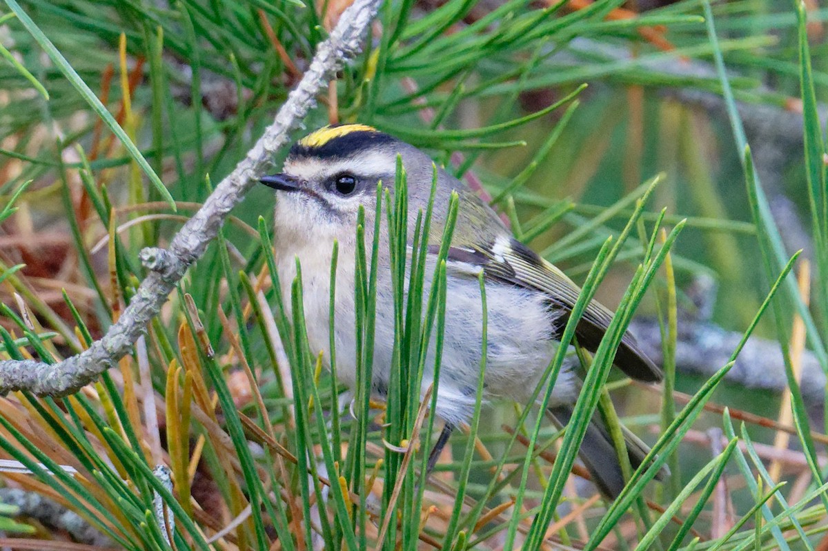 Golden-crowned Kinglet - ML643609943