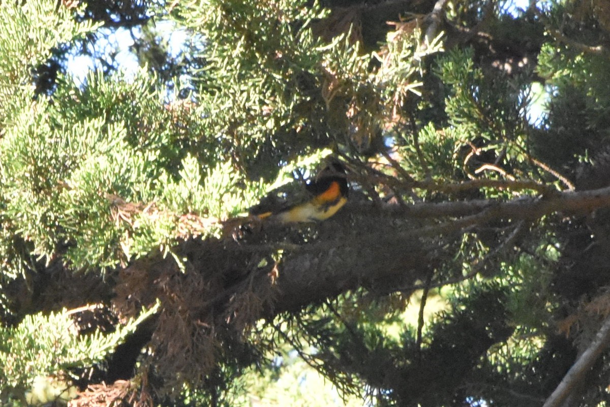 סבכון חכלילי - ML643609985