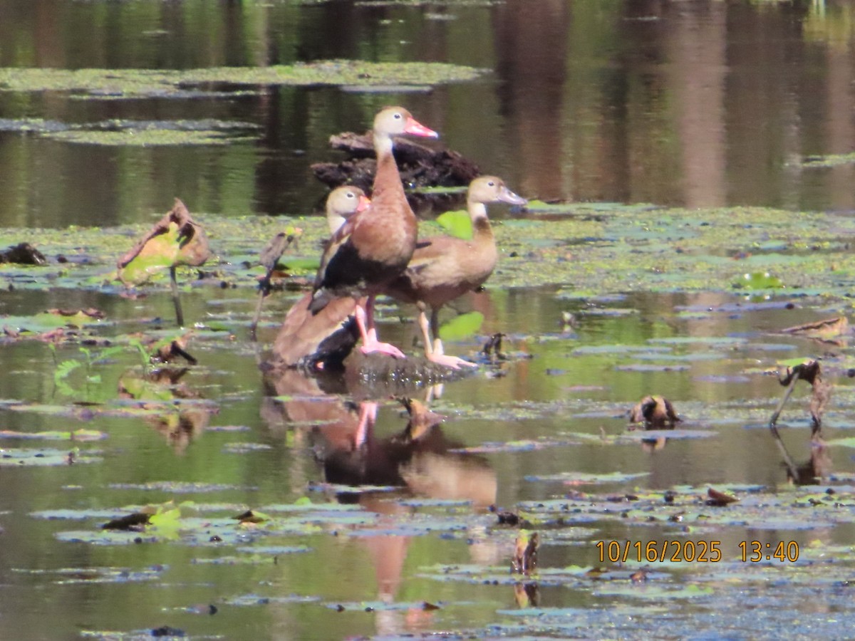 Black-bellied Whistling-Duck - ML643609990