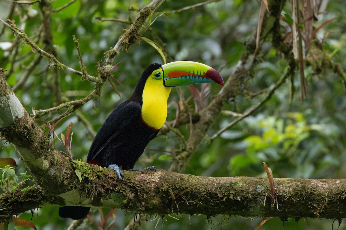 Keel-billed Toucan - ML643609993