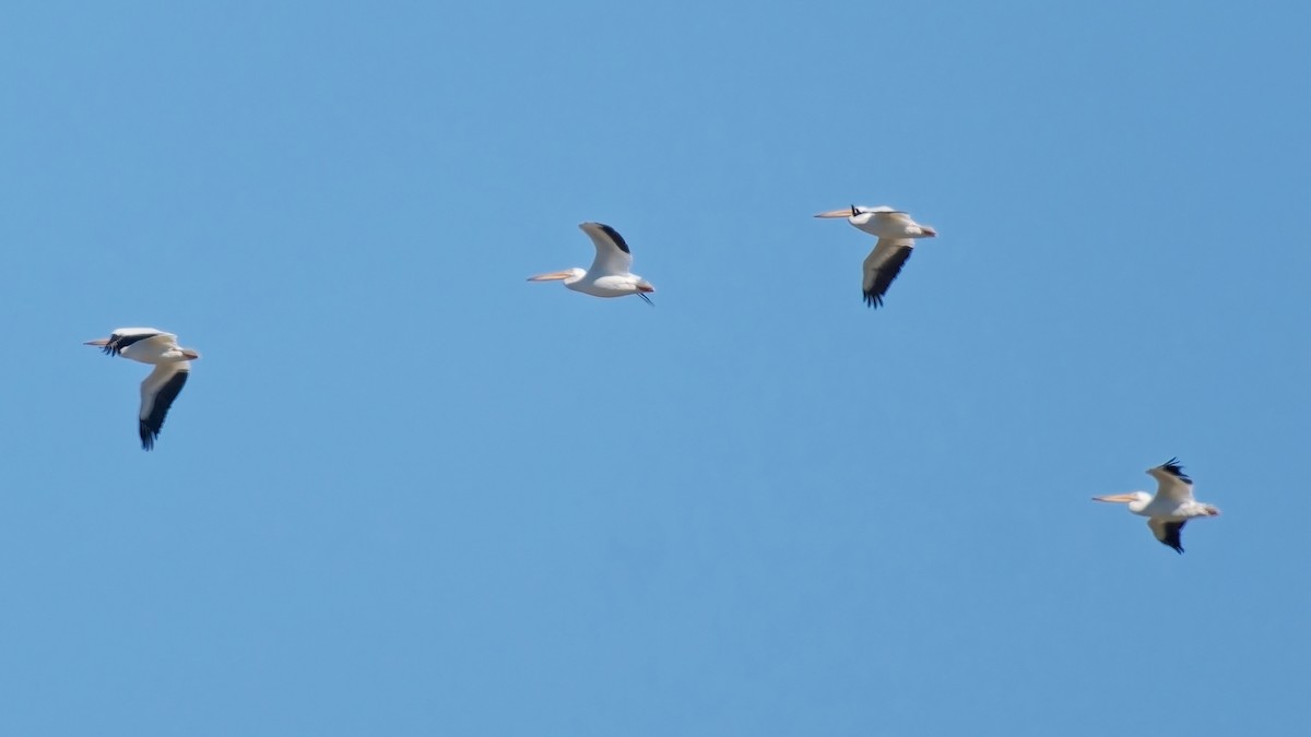 American White Pelican - ML643610003