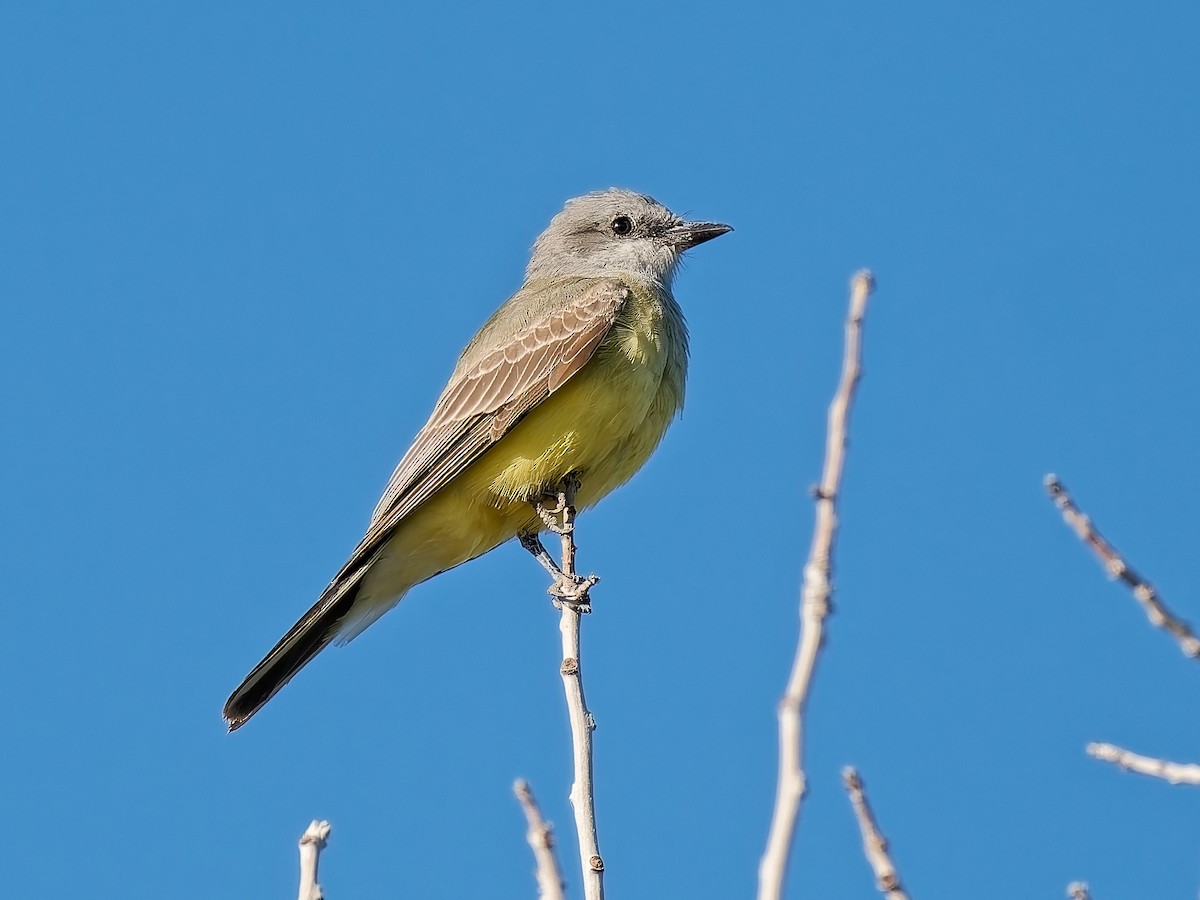Western Kingbird - ML643610031
