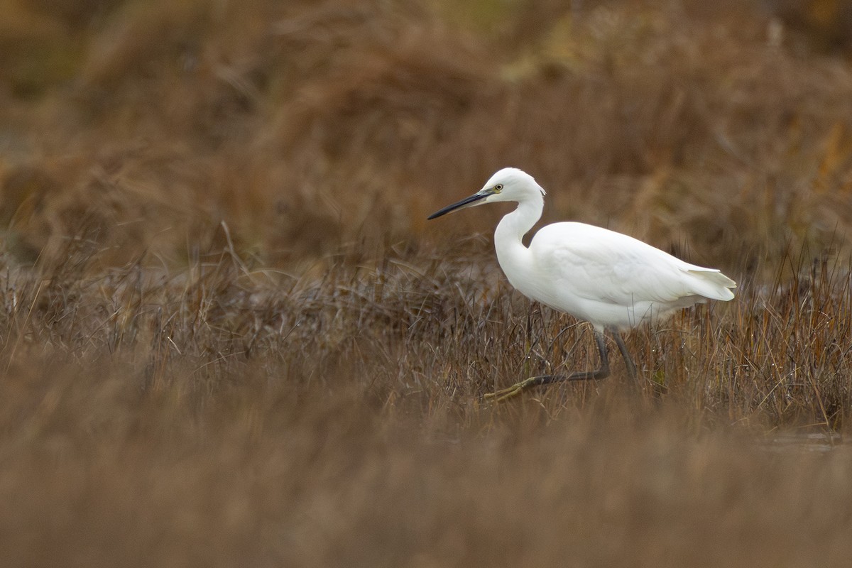 Little Egret - ML643610032