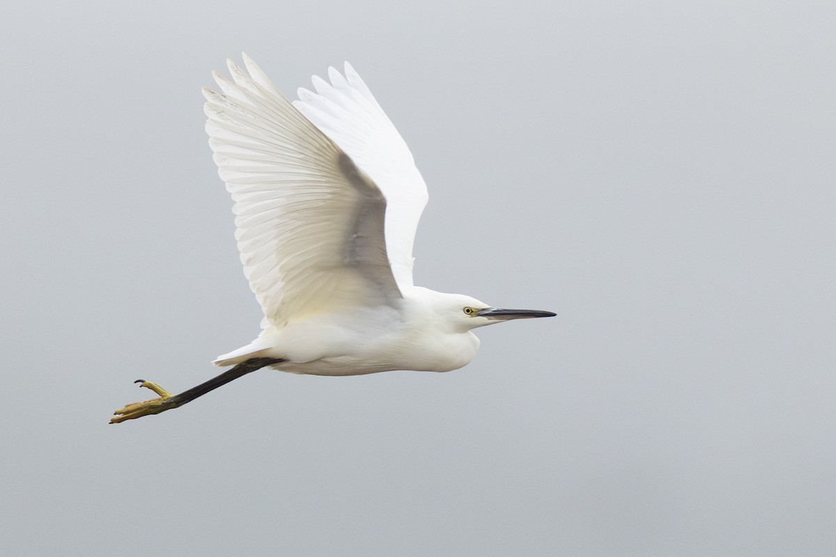 Little Egret - ML643610033