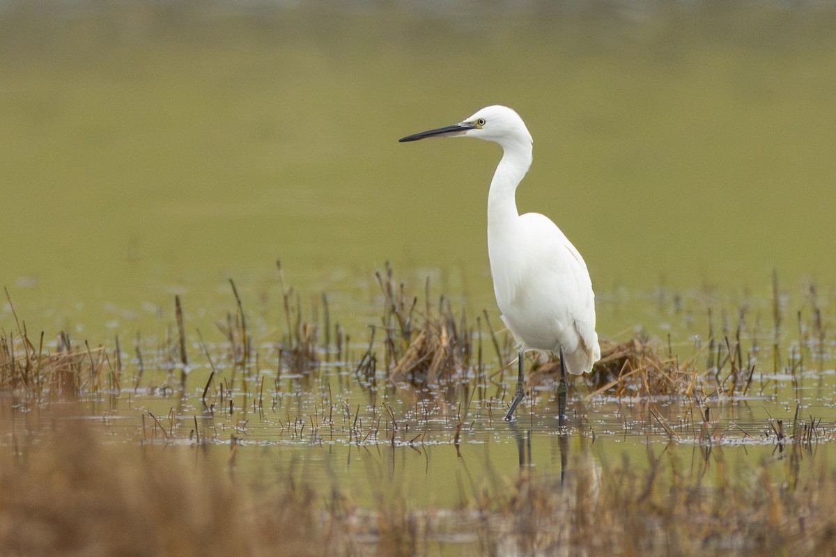 Little Egret - ML643610034