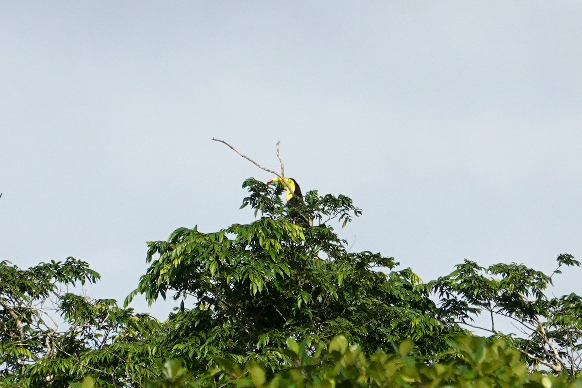Keel-billed Toucan - ML643610051