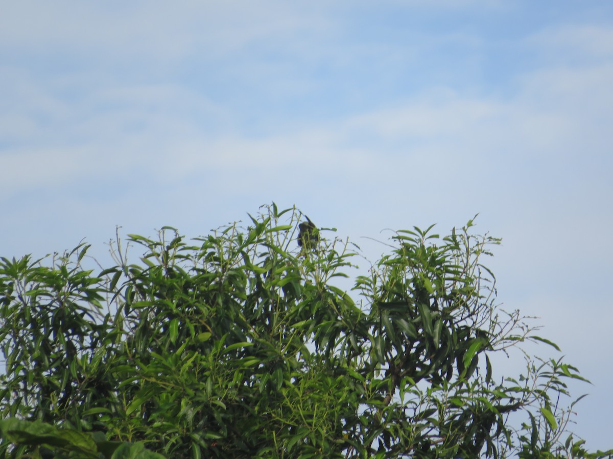 Smooth-billed Ani - ML643610057