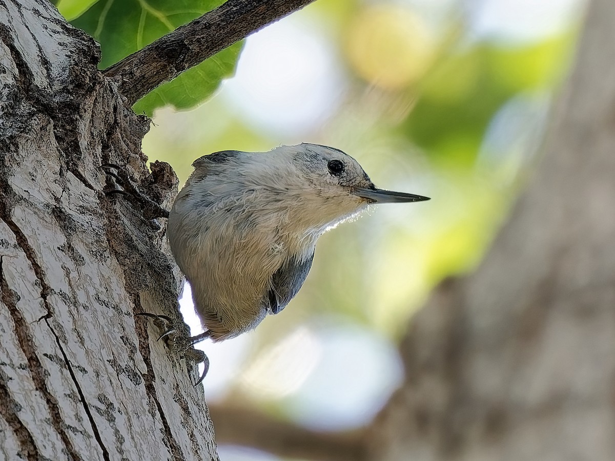 White-breasted Nuthatch - ML643610061