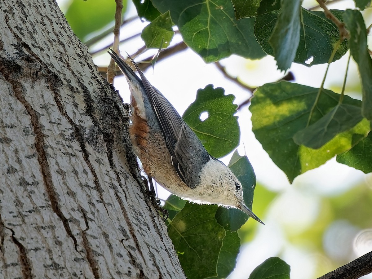 White-breasted Nuthatch - ML643610062