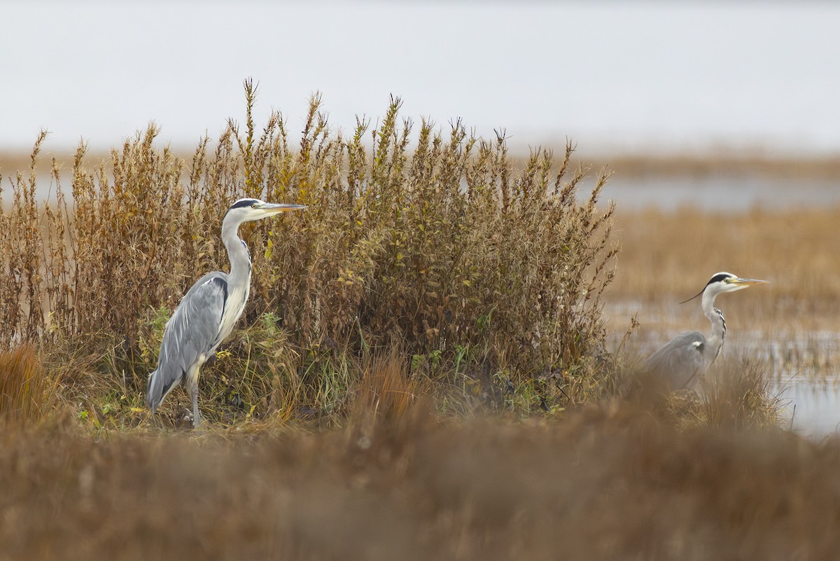 Gray Heron - ML643610063