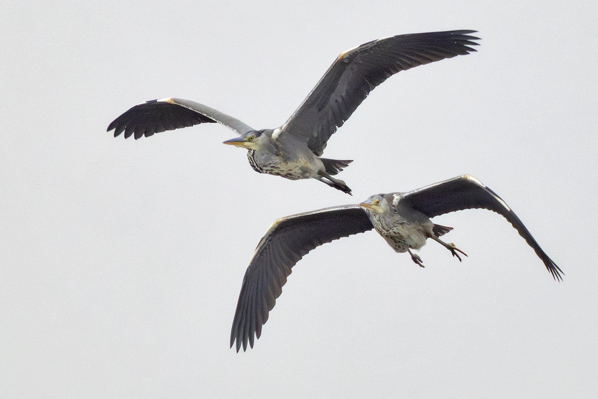 Gray Heron - ML643610065