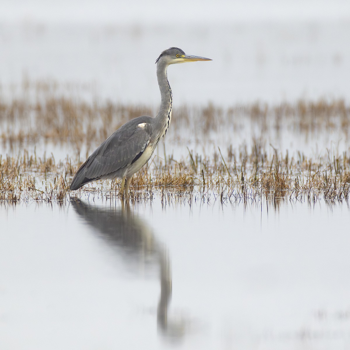 Gray Heron - ML643610066