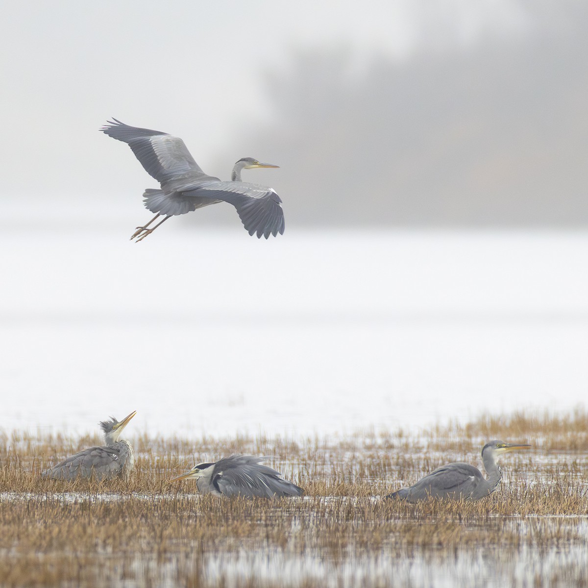 Gray Heron - ML643610067