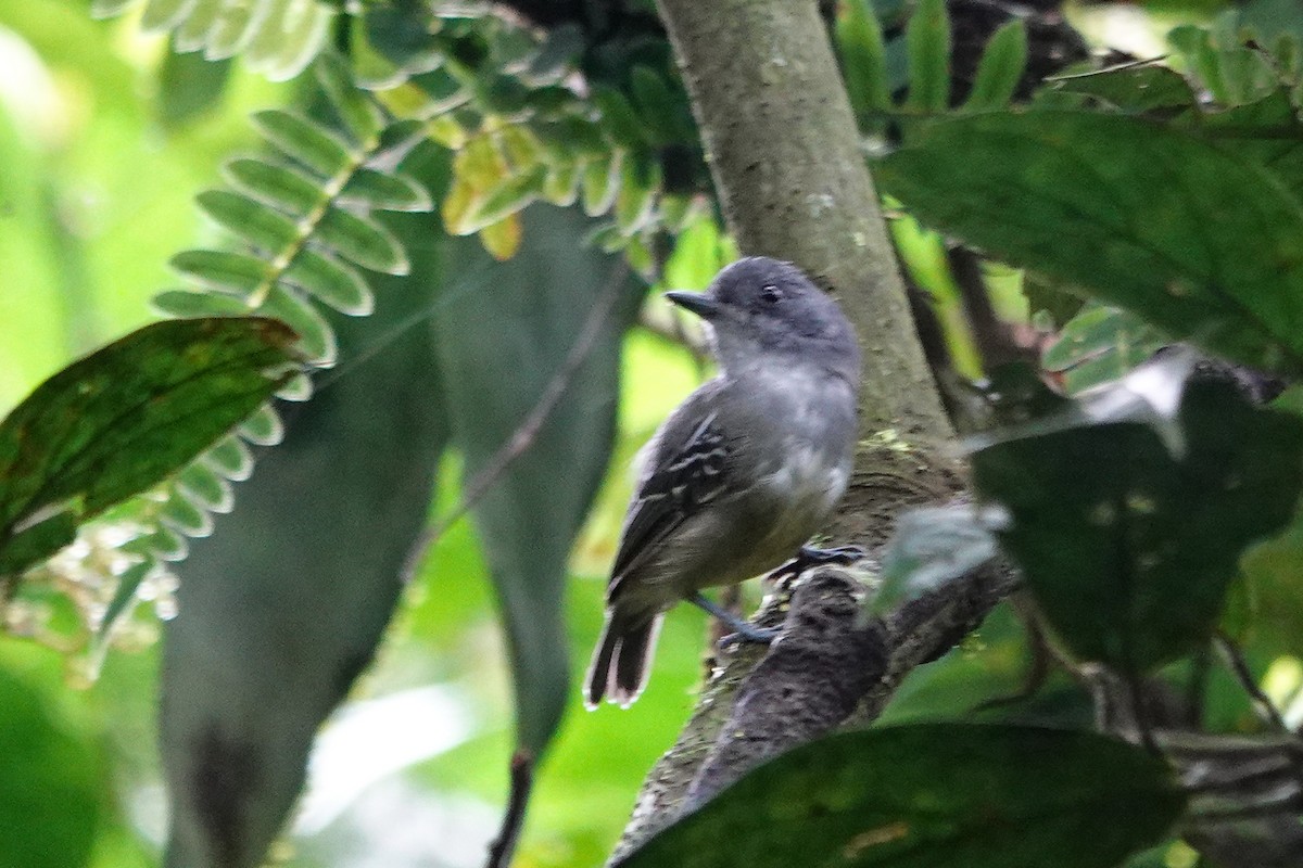 Olivgrau-Ameisenvogel - ML643610068