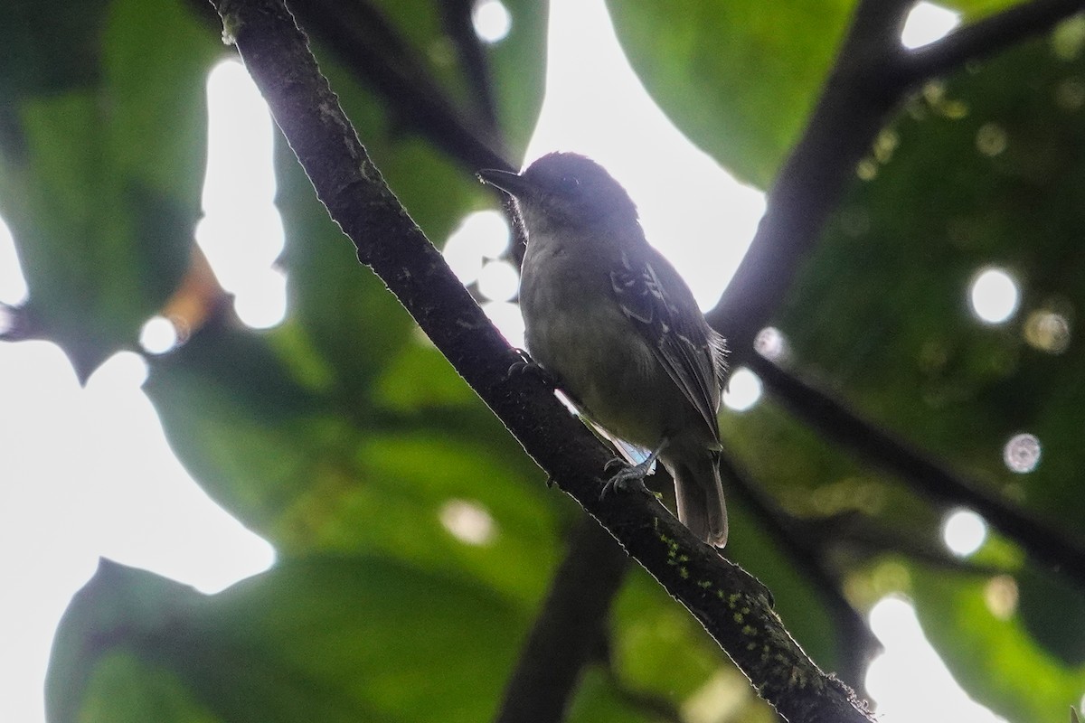Olivgrau-Ameisenvogel - ML643610069