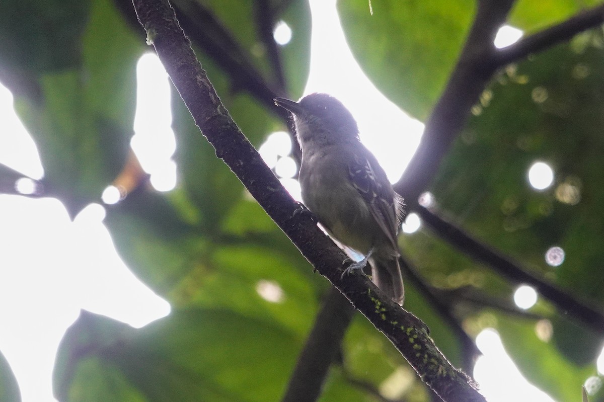 Olivgrau-Ameisenvogel - ML643610070