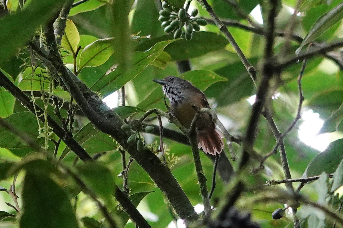 Checker-throated Stipplethroat - ML643610081