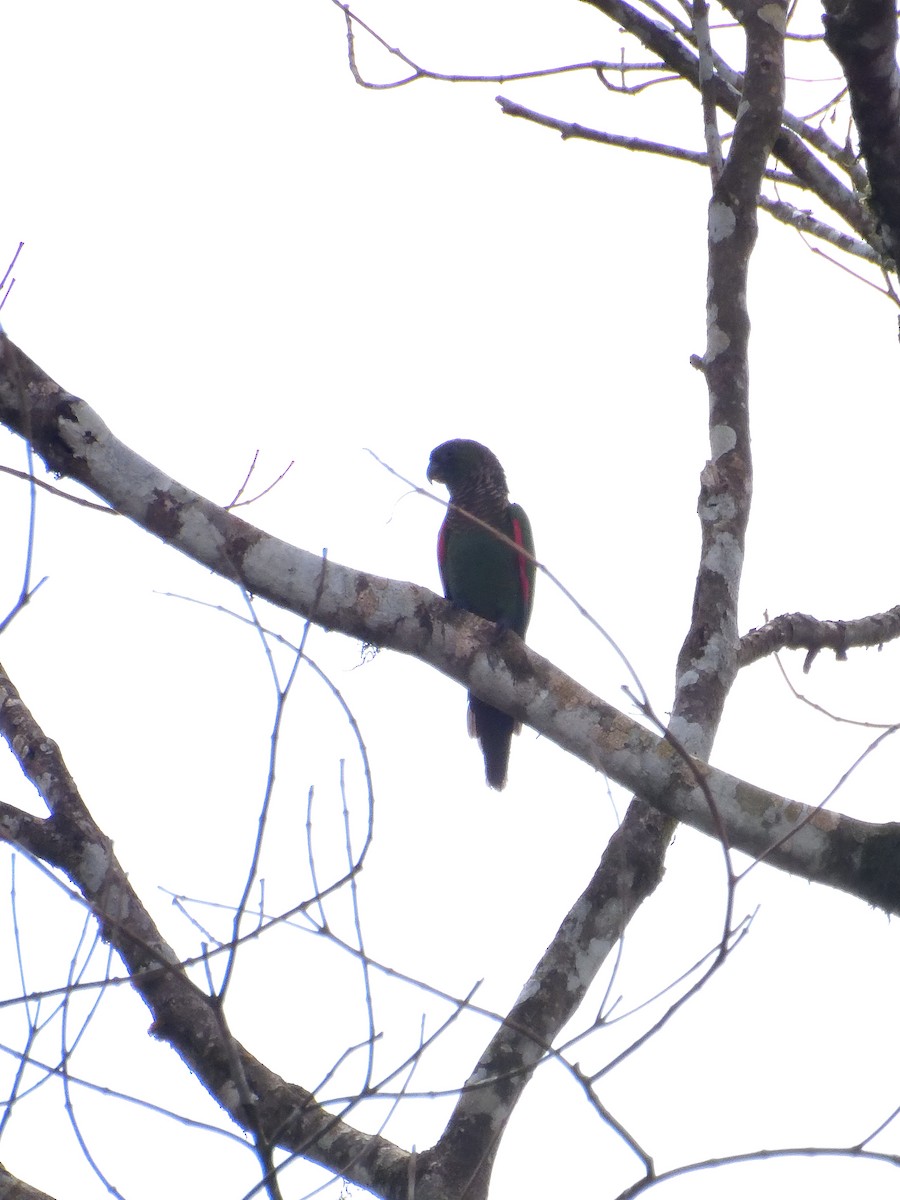 Maroon-tailed Parakeet (Choco) - ML643610094
