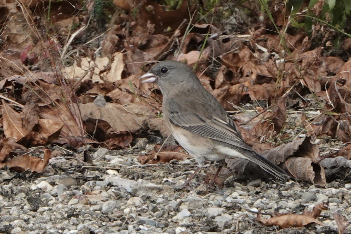Dark-eyed Junco - ML643610107
