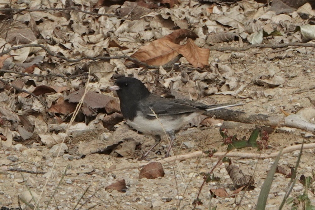 Dark-eyed Junco - ML643610108