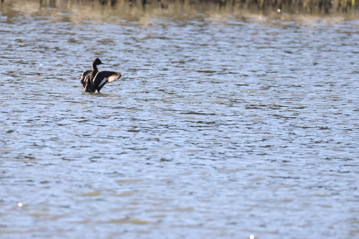 Southern Pochard - ML643610134