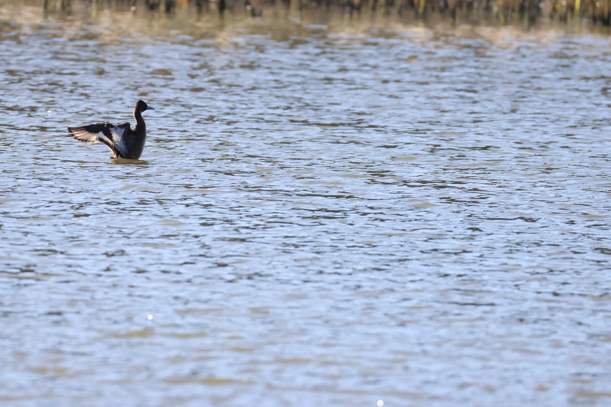 Southern Pochard - ML643610135