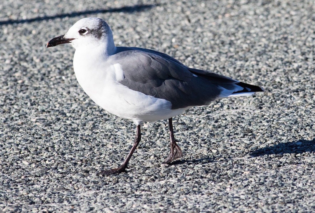 Laughing Gull - ML643610138