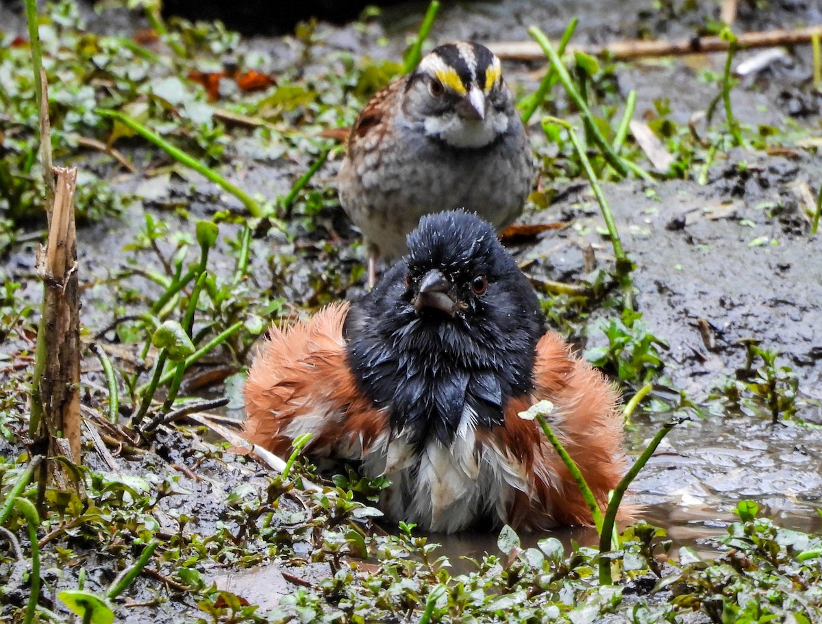 Eastern Towhee - ML643610162